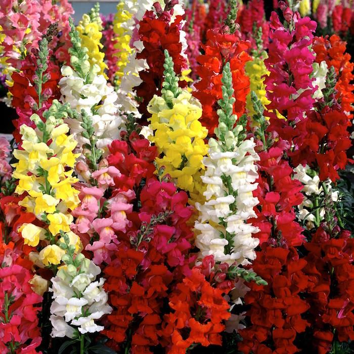 snapdragons-antirrhinum-colors-winter-flowers