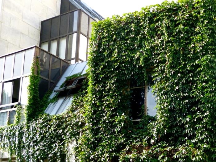 išorinė žalia siena, administracinis pastatas, kurio dalis pastato yra padengta žaliais šliaužiančiais augalais, langas, kurį galima pamatyti tarp žalumos