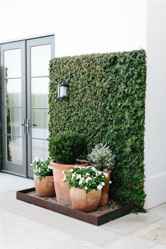 kotiček zelenja v urejenem vrtu ob vratih z zunanjo zeleno steno bršljanov in terakotnih loncev