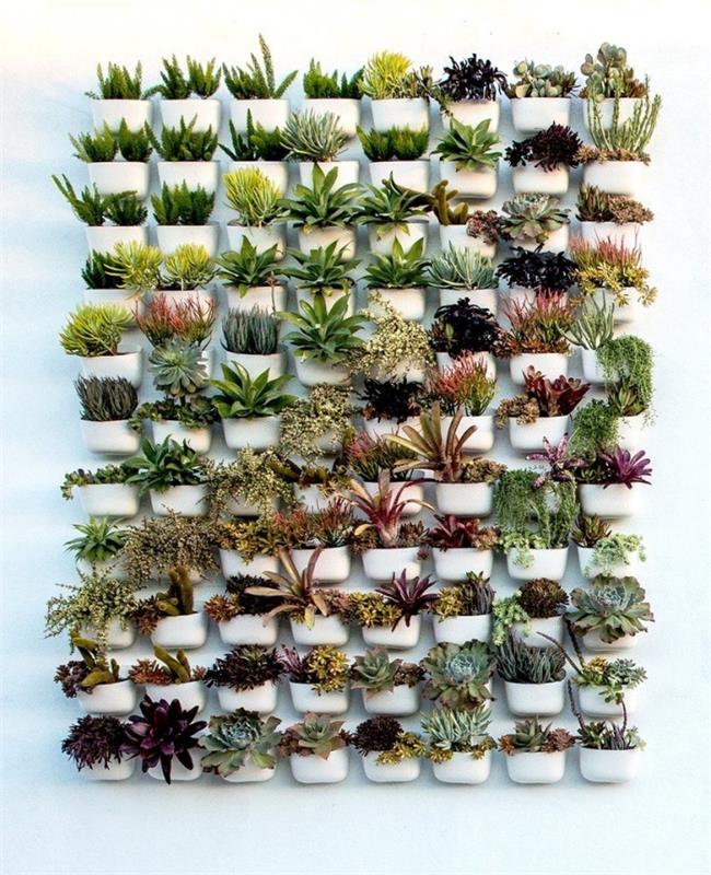 množica plastičnih loncev z različnimi rastlinami, ki sestavljajo izvirno in harmonično zeleno steno za zunanjost ali notranjost