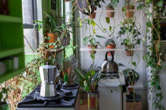 kaimiško stiliaus virtuvė, lentyna su vazonėliais, tradicinio dizaino žalia siena