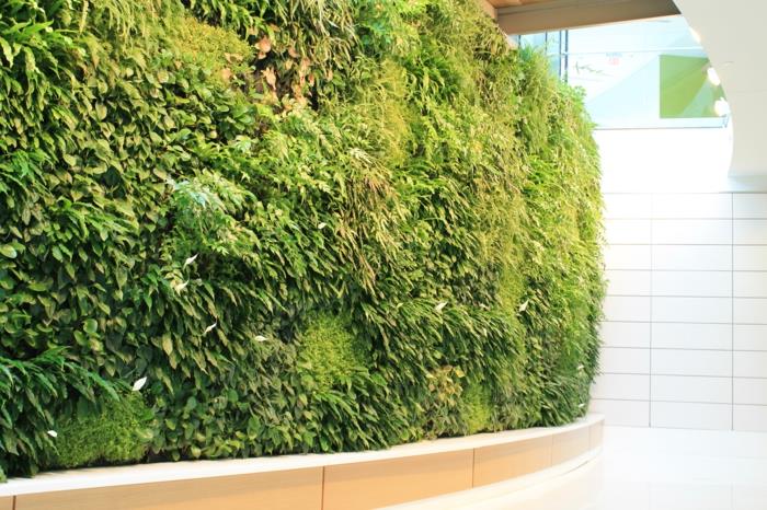 vidinė žaliosios sienos augalinė pertvara, vertikalus sodas, spiralės formos koridorius su žalia siena, sienų plytelės baltomis plokštėmis
