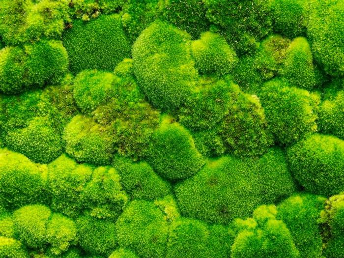 gyvenamosios sienos kilimas, interjero augalinė siena su žaliomis samanomis, gyva apdaila