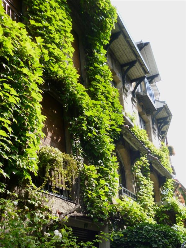 išorinė žalia siena, vertikalus sodas, langai, apsupti šliaužiančių žalių augalų, seno stiliaus pastatas, juodai baltas stogas