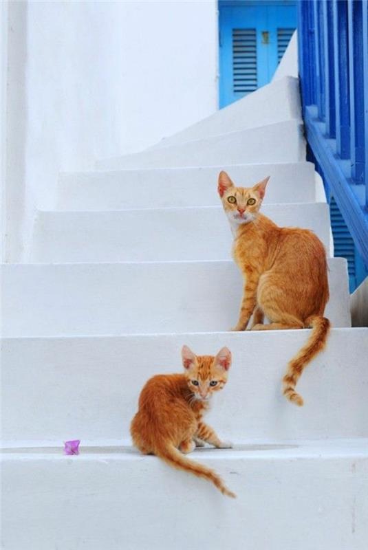 yunanistan'daki myconos-tatilleri-avrupa'da çok havalı-yavru kediler