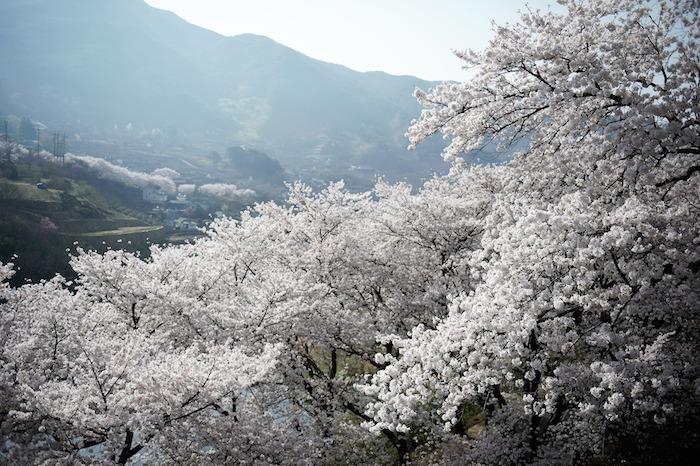 Fotografija gora in cvetočih dreves, cvetoča pomladna podoba, pomladna pokrajina, profesionalna fotografija