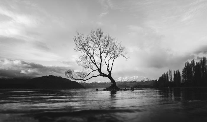najlepše brezplačne črno-bele pokrajinske slike, samotno drevo, ki se dviga sredi jezera in zasnežene gorske vrhove v ozadju