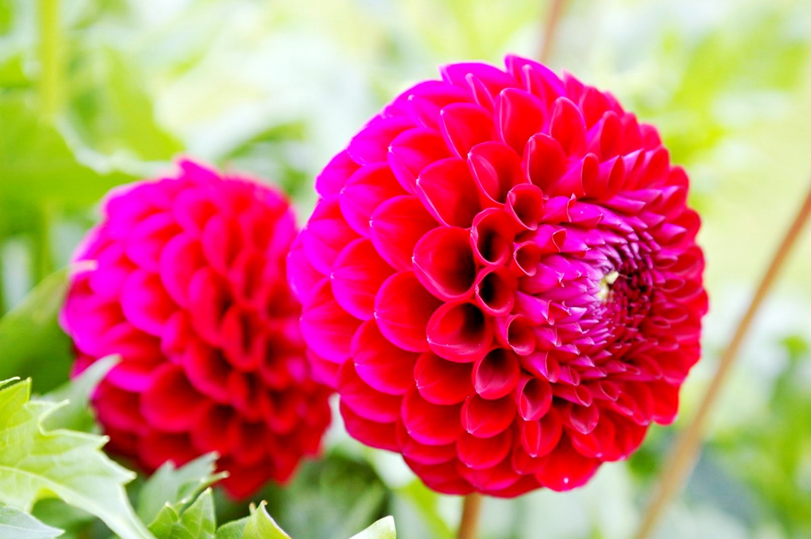 Yuvarlak yemyeşil dahlias
