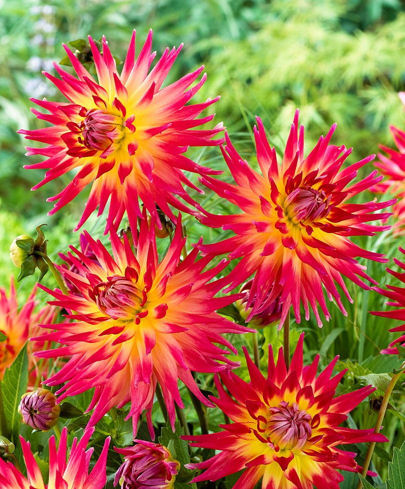 Keskin yaprakları ile Dahlias