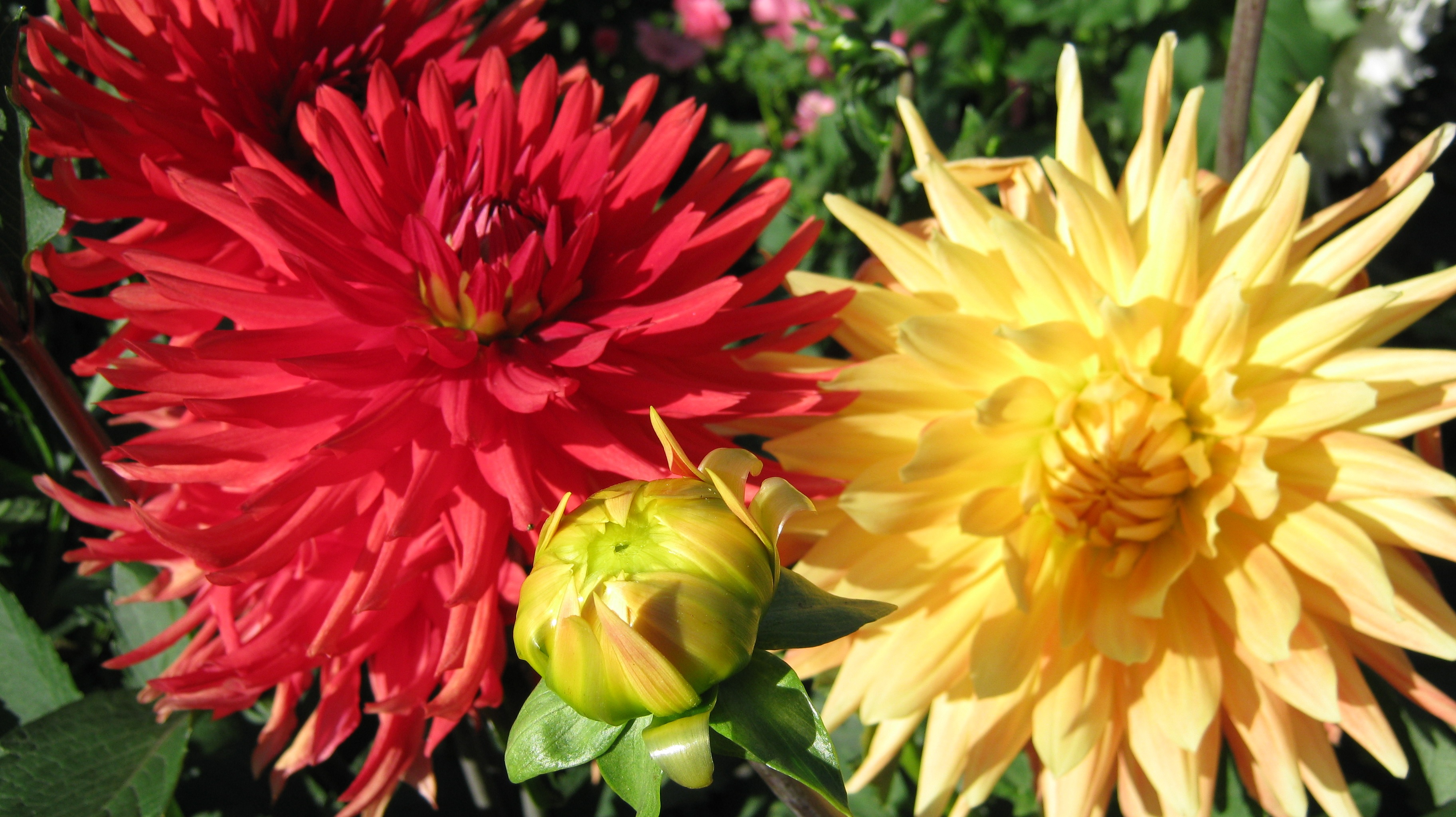 Sarı ve kırmızı dahlias