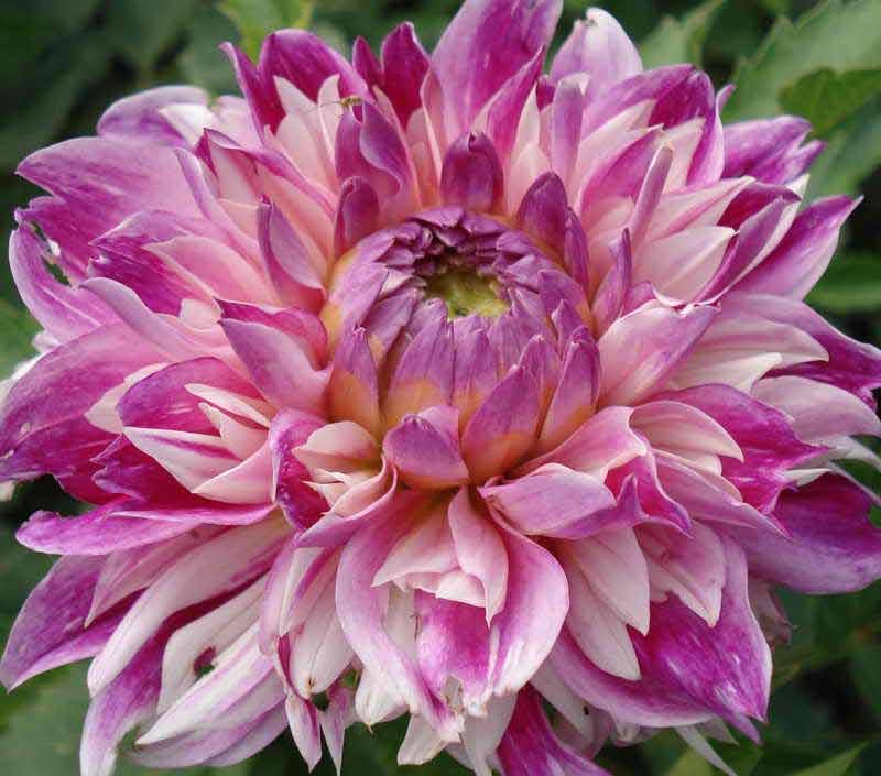 Dahlia'nın narin tonları