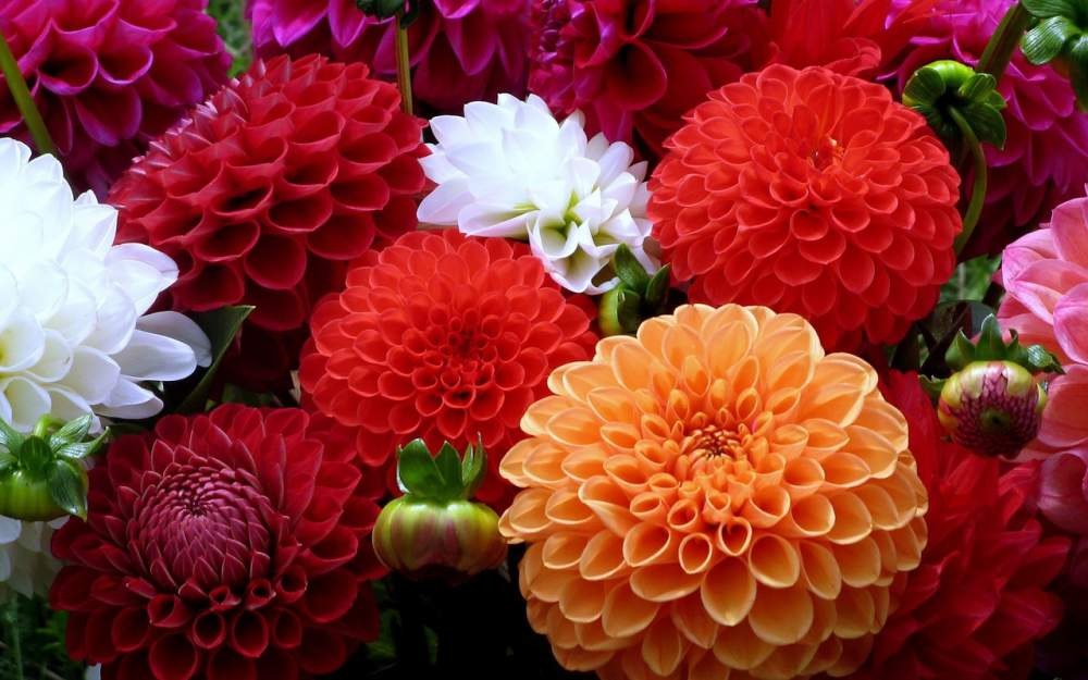 Dahlia'nın çeşitli tonları