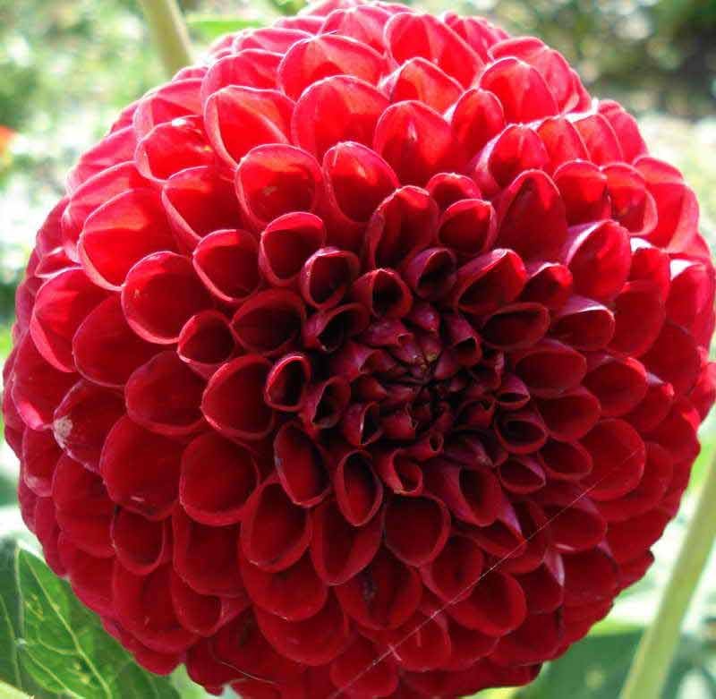 Büyük kırmızı yıldız çiçeği
