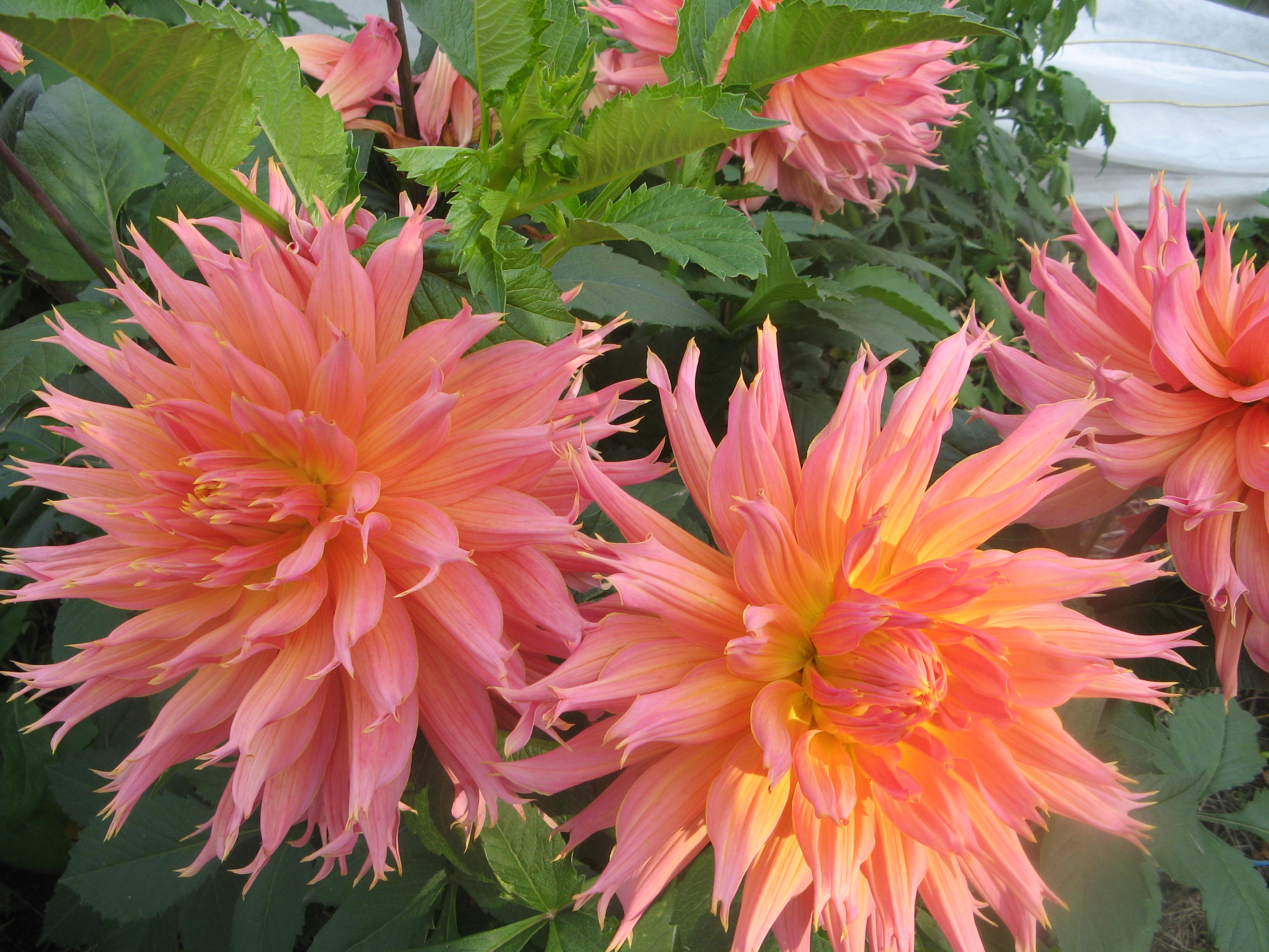 Dahlia'nın olağandışı rengi