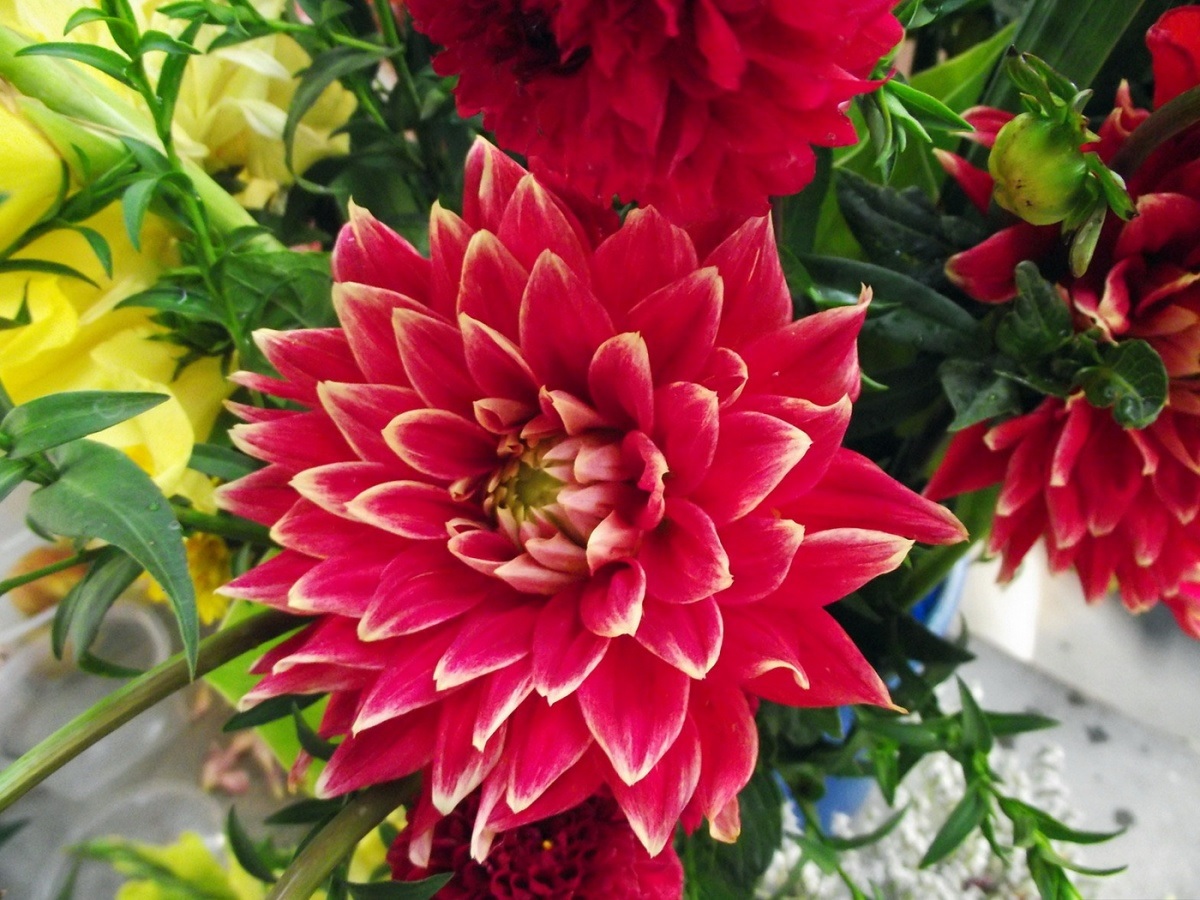 Dahlia'nın orijinal rengi