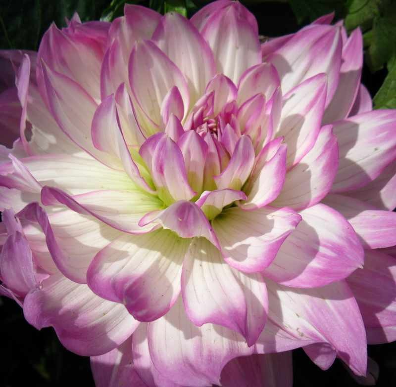 Narin dahlia yaprakları