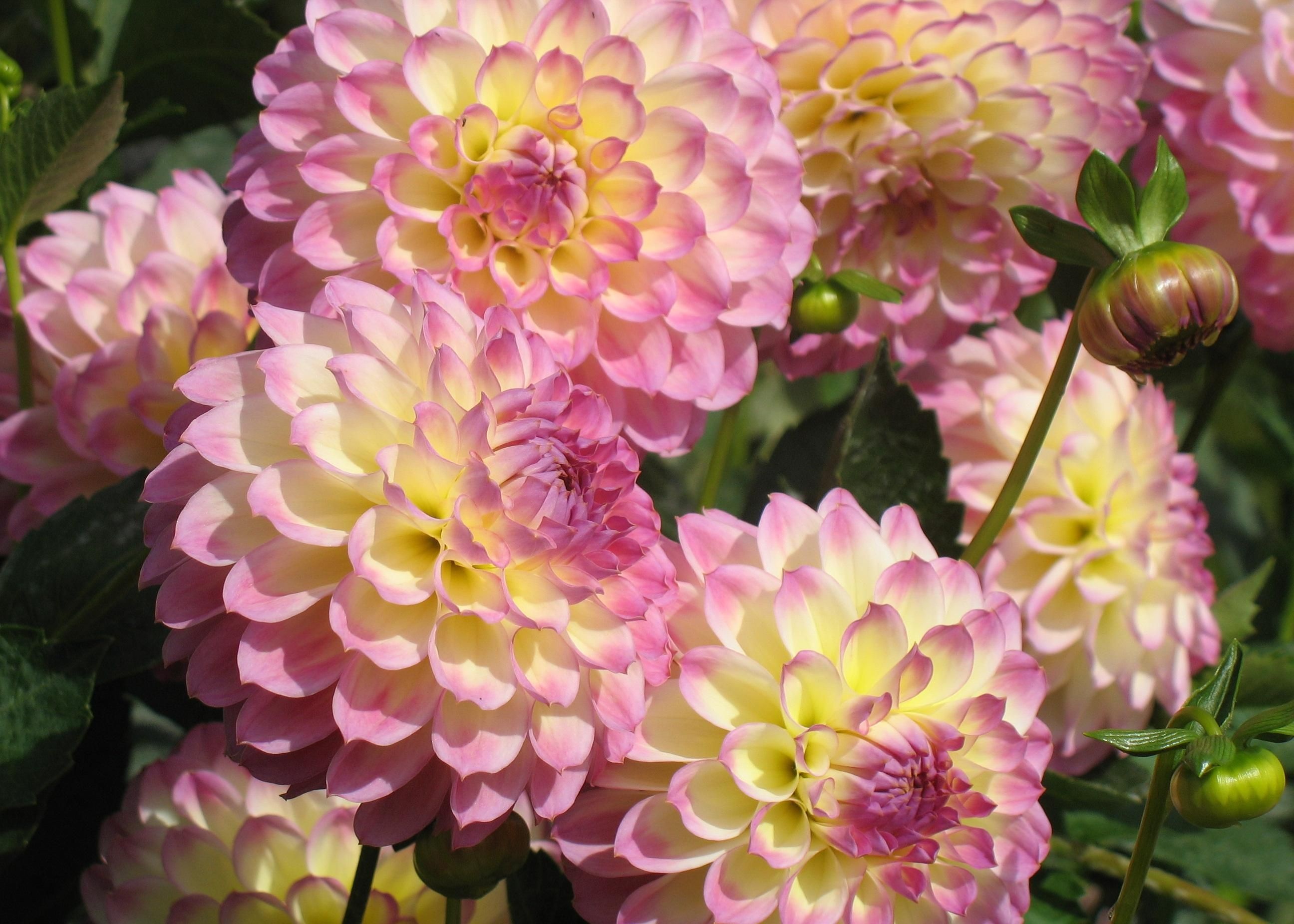 Yemyeşil çiçek açan dahlia