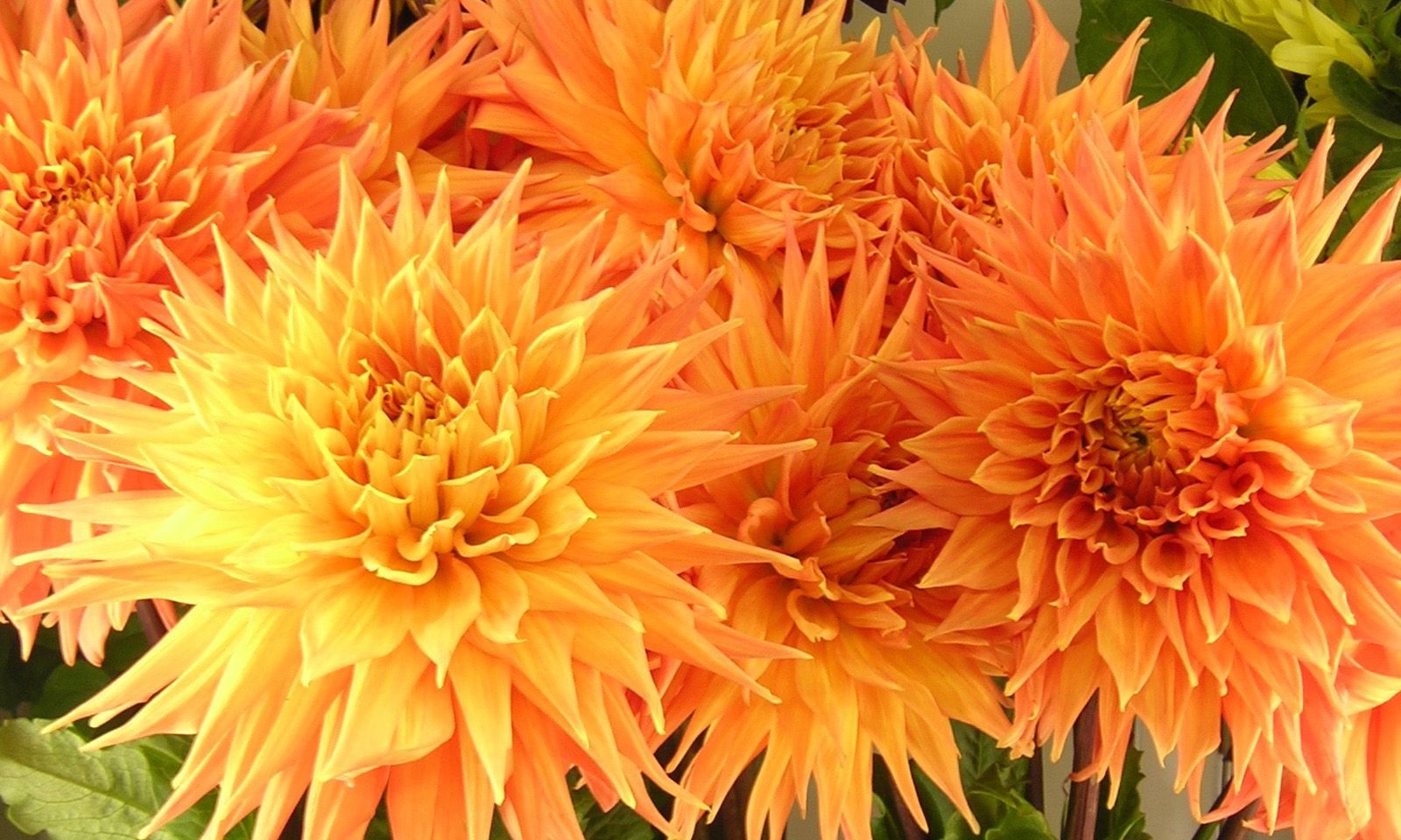Parlak güneşli dahlias