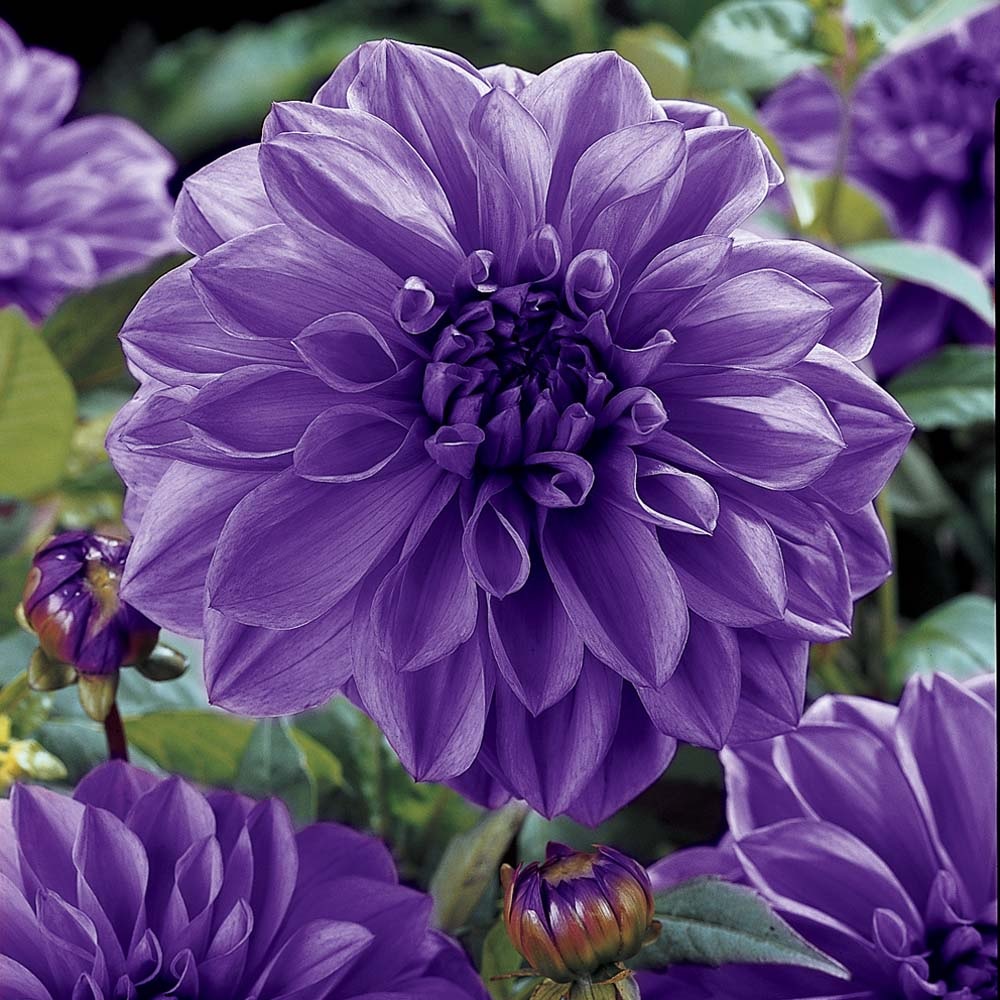 Leylak sıradışı dahlias