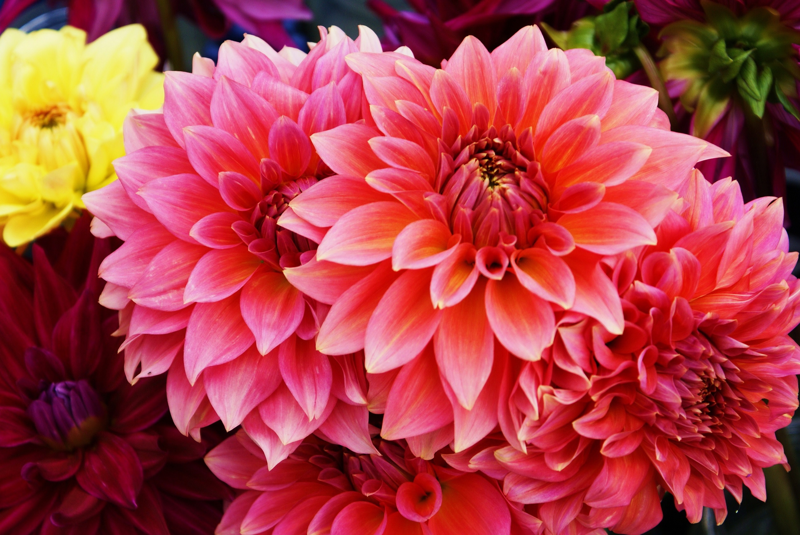 Olağandışı renkteki pembe dahlias