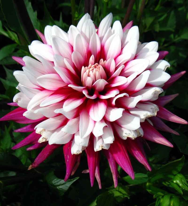 Güzel bir çeşit dahlias