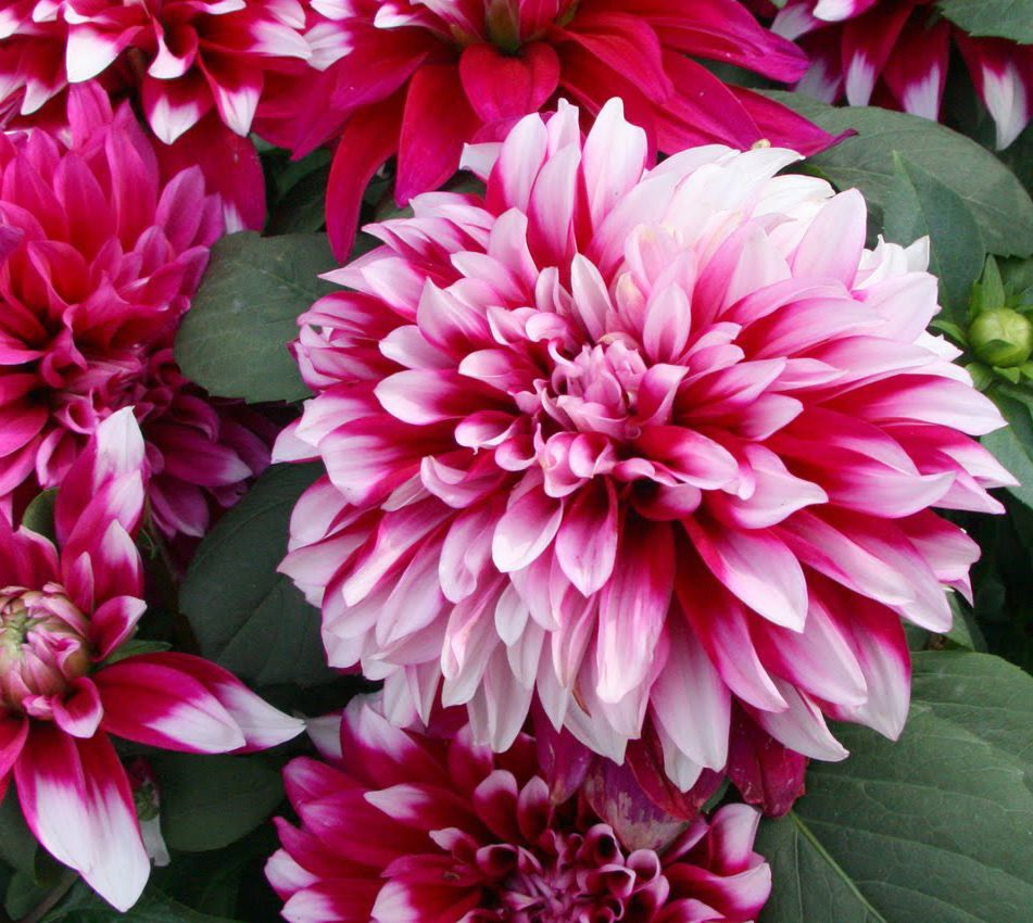 Alacalı dahlia çiçeği