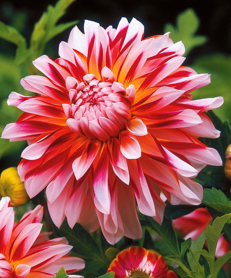 Parlak renkli bahçe dahlia