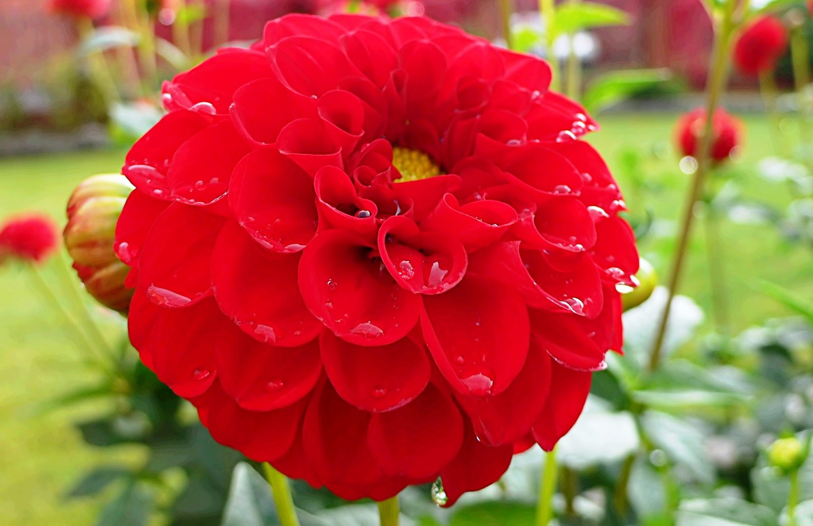Parlak kırmızı dahlias