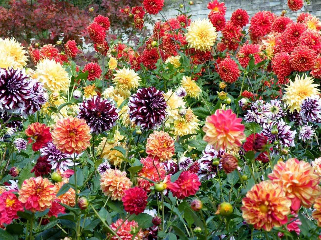 Dahlia'nın çeşitli tonları