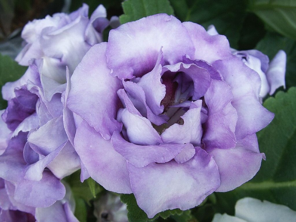 Didelė alyvinė eustomos gėlė
