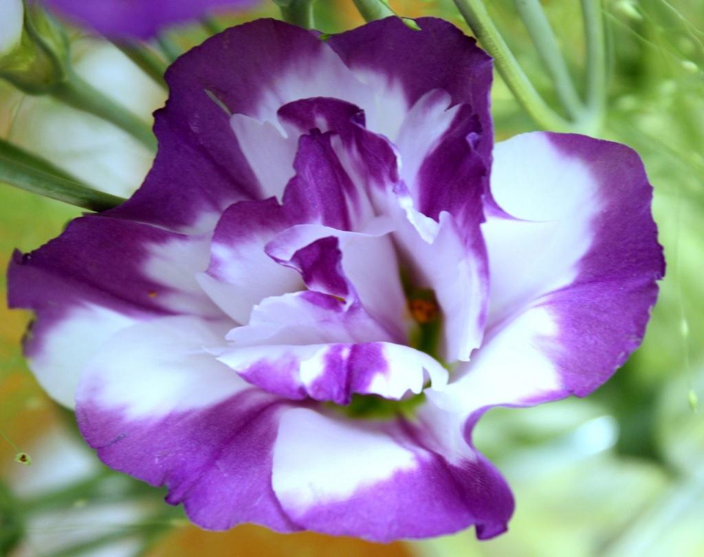 Dvispalvė eustoma
