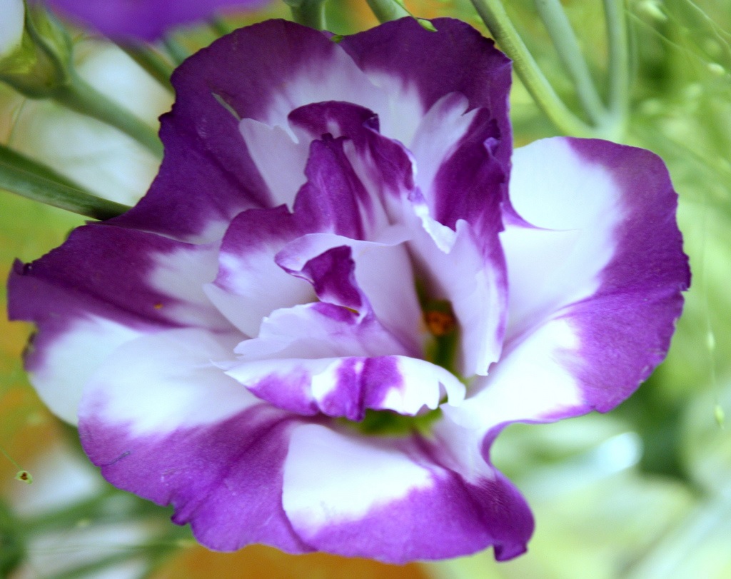 Eustoma bicolor