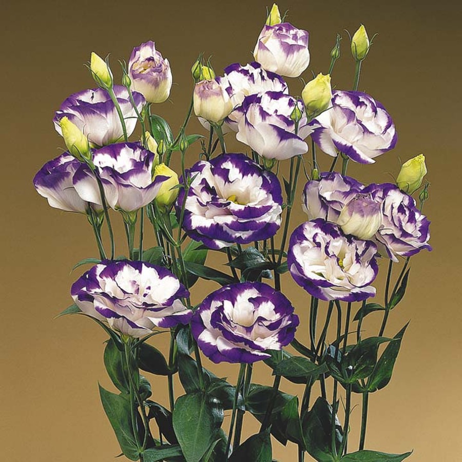 Bicolor eustoma puokštė