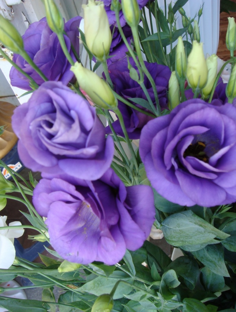 Tonos brillantes de eustoma