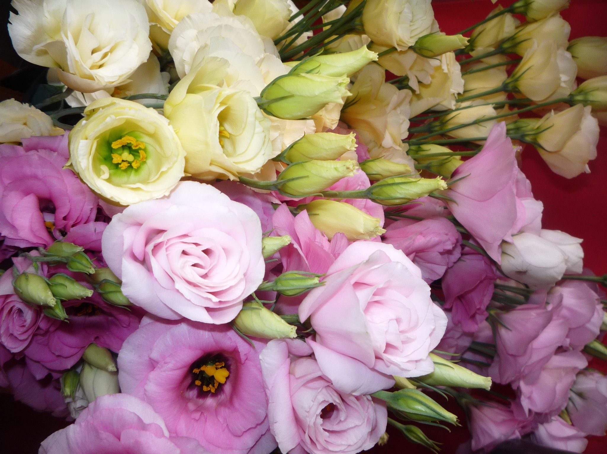 Delicado ramo de eustoma