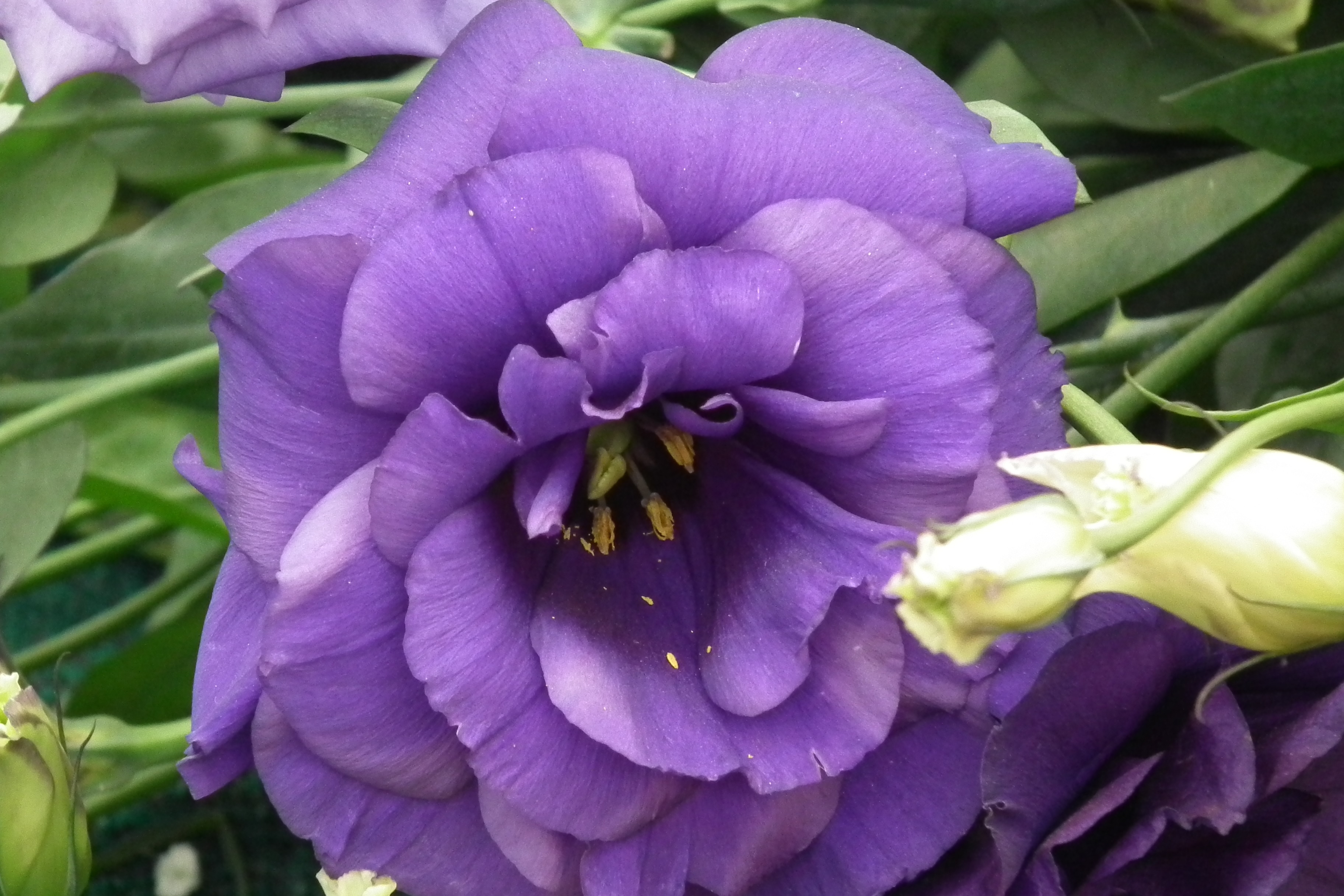 Didelė lisianthus gėlė