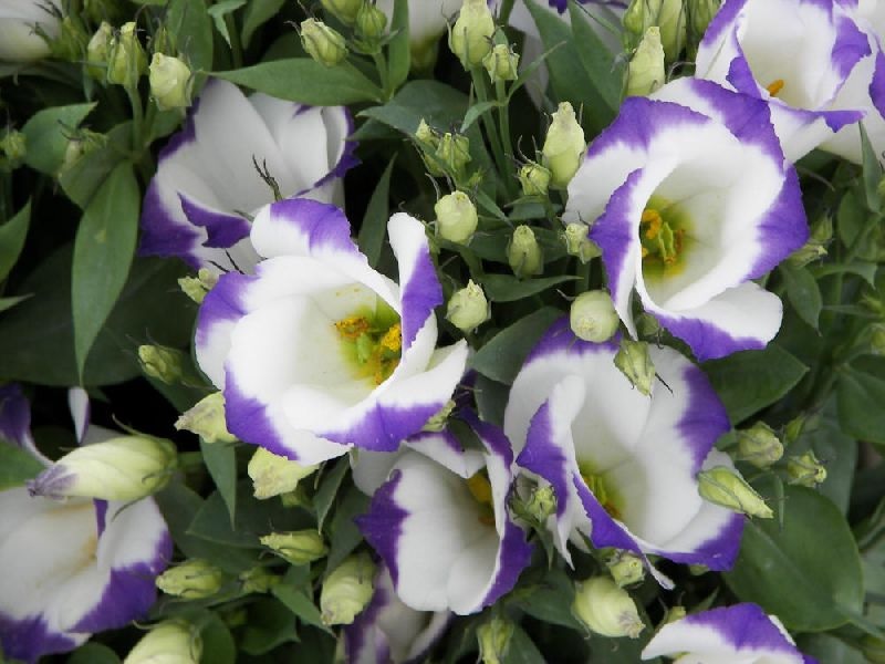 Lisianthus, dviejų spalvų veislė