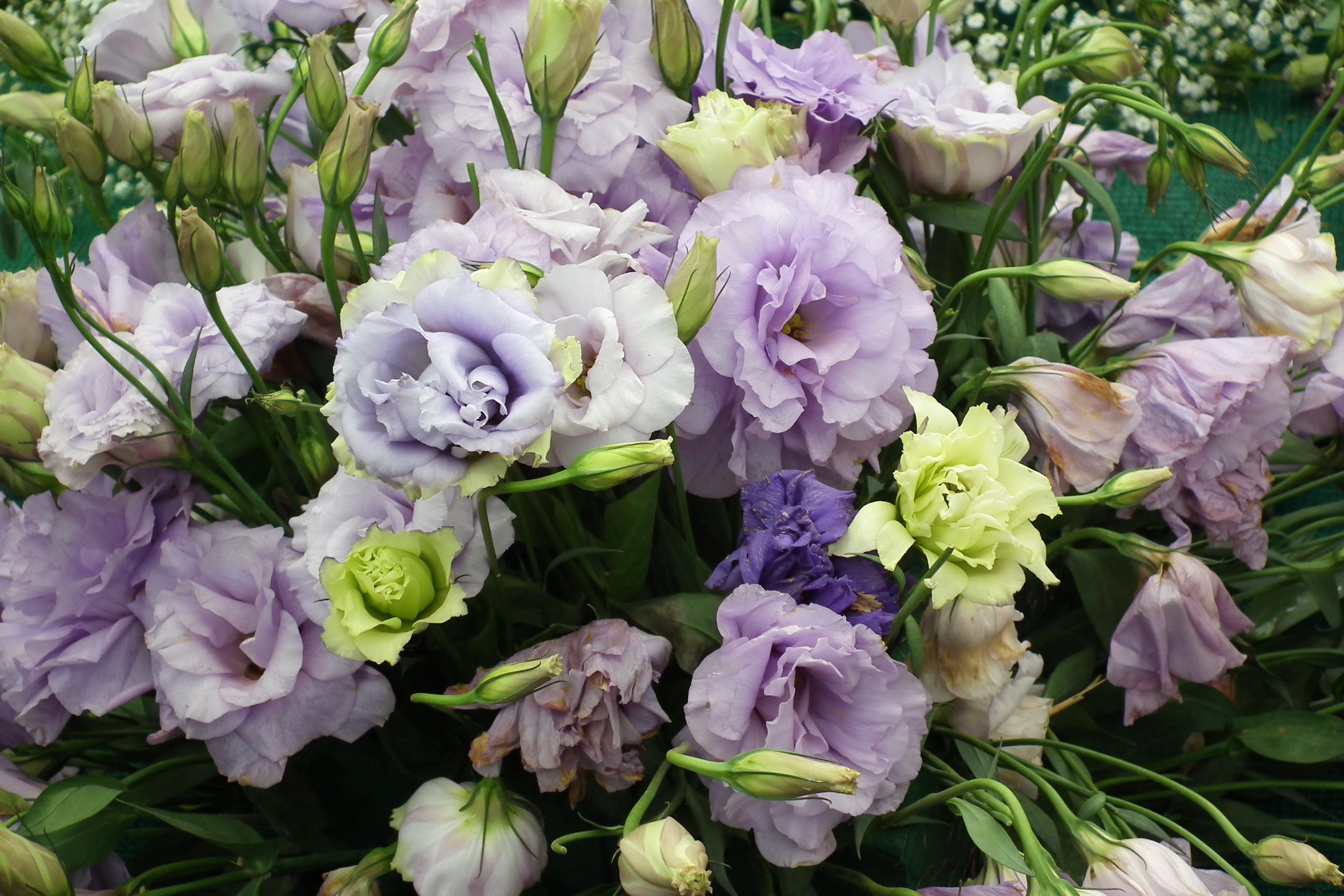 Ramo de coloridas flores de lisianthus