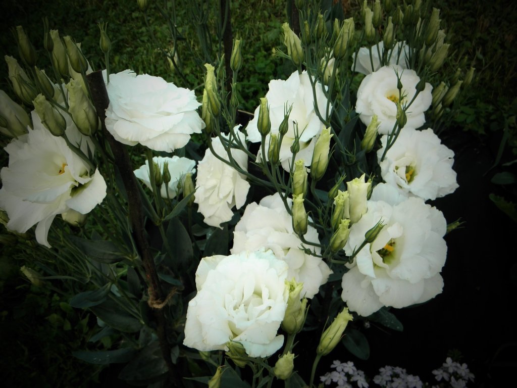 Baltos eustomos gėlės