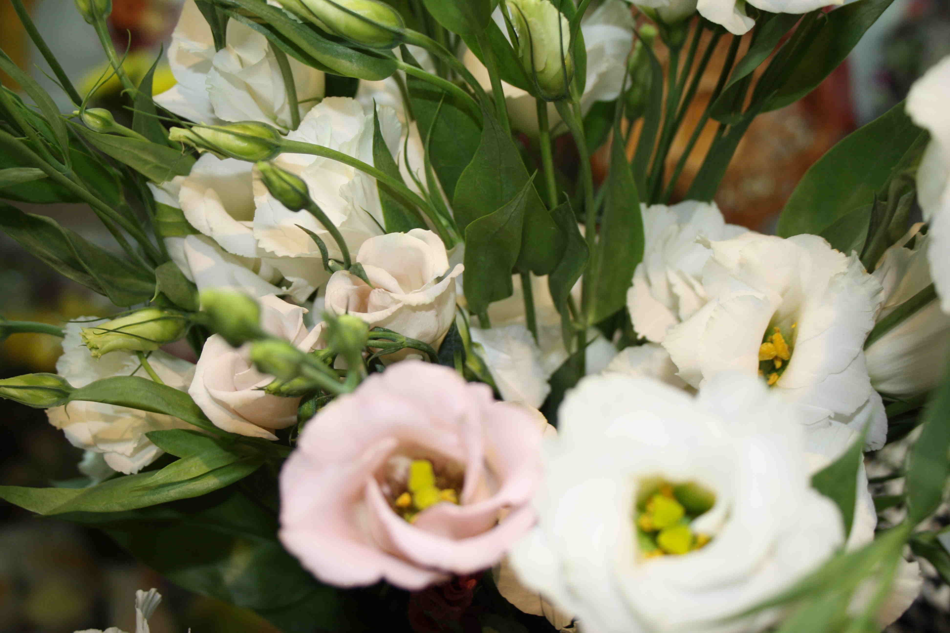 Combinaciones delicadas en un ramo de eustoma.