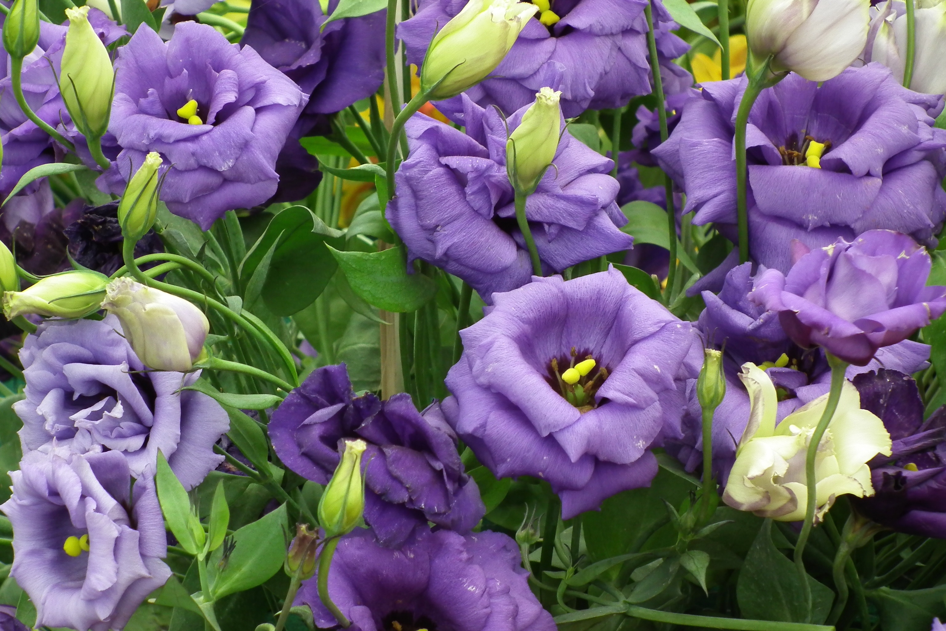 Vešlus lisianthus žydėjimas