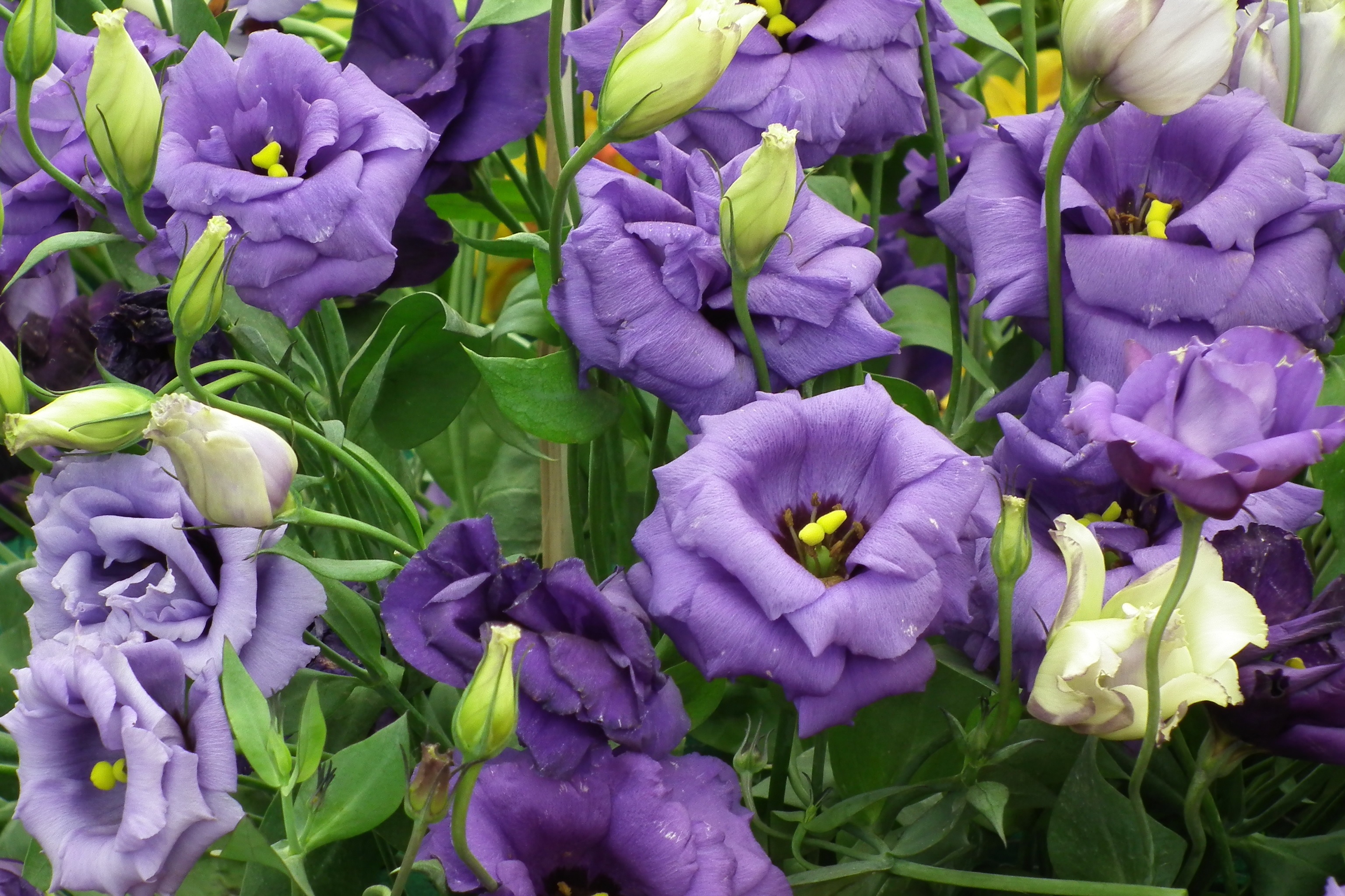 Exuberante floración de lisianthus