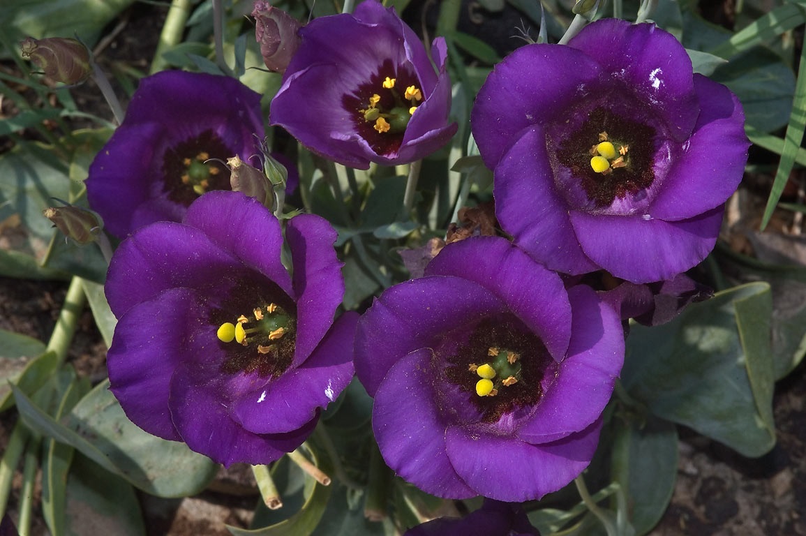 Tamsiai violetinės eustomos gėlės