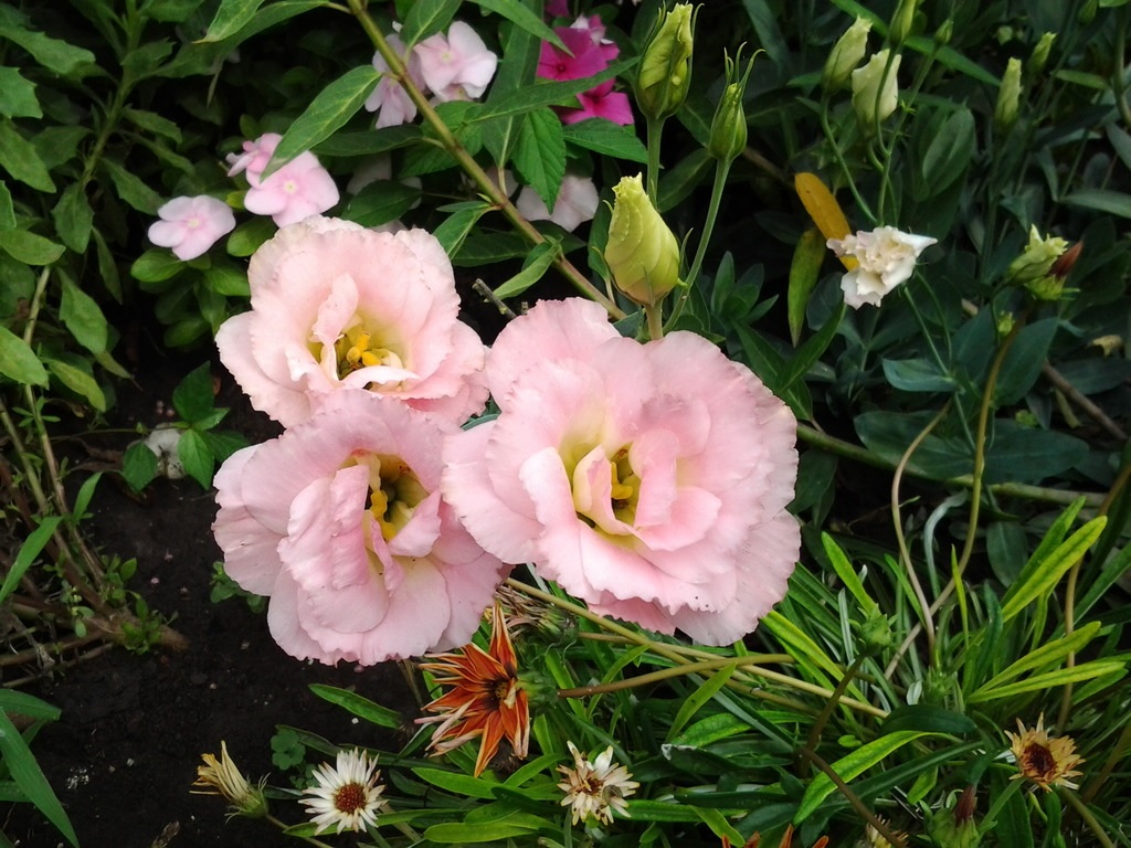 Rožių žiedlapiai iš lisianthus