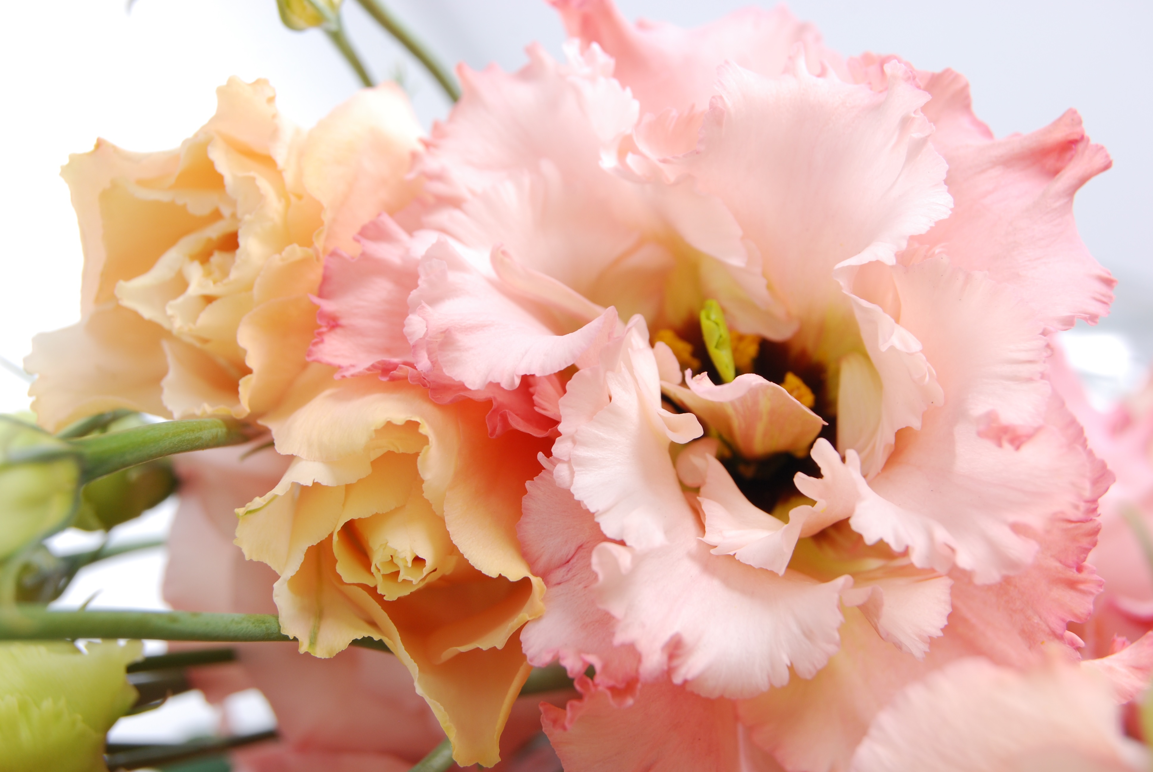 Pūkuoti Lisianthus žiedlapiai