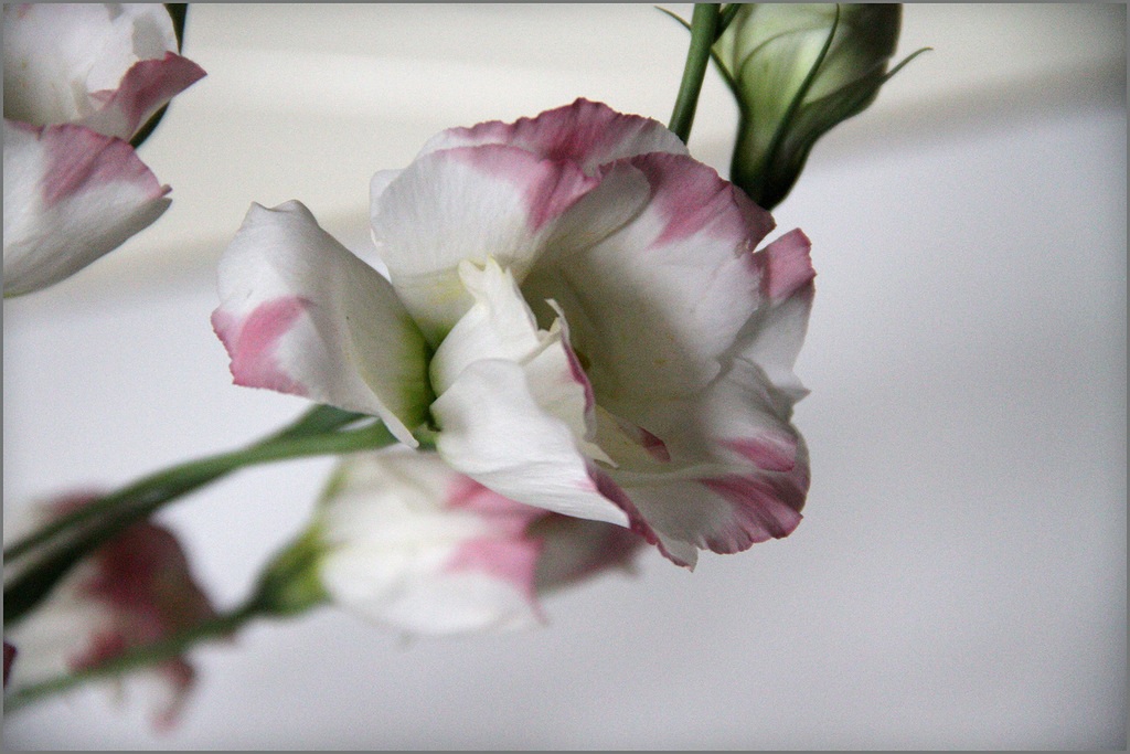 Lisianthus gėlė ant šakos