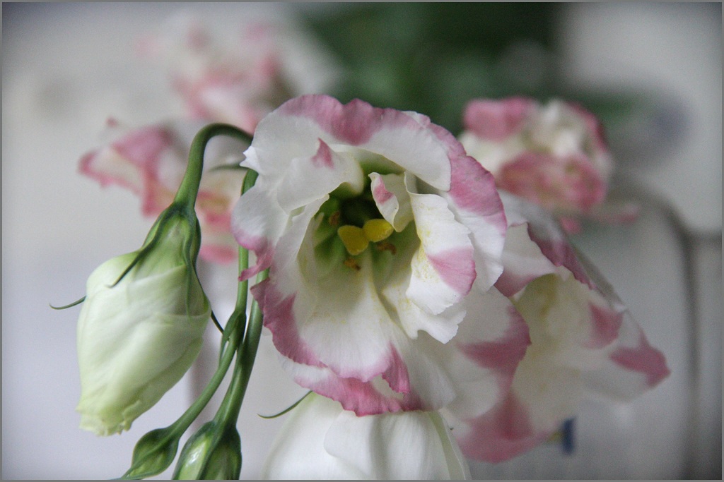 Lisianthus bicolor grande