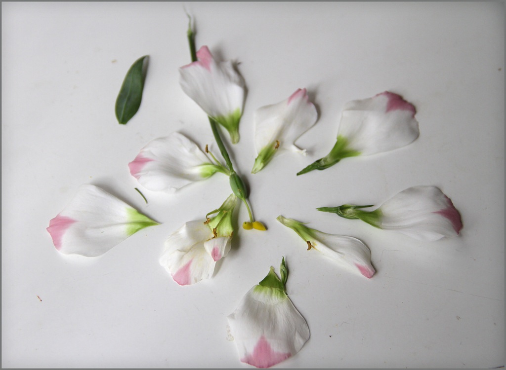 Bicolor lisianthus žiedlapiai