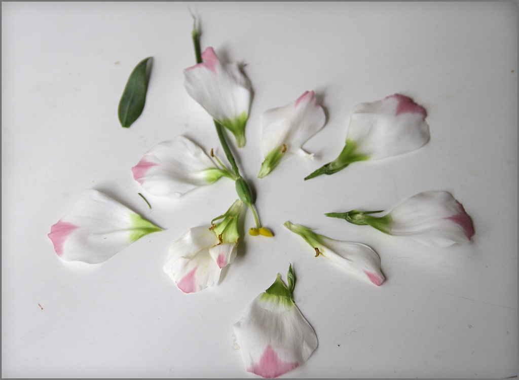 Pétalos de lisianthus bicolor