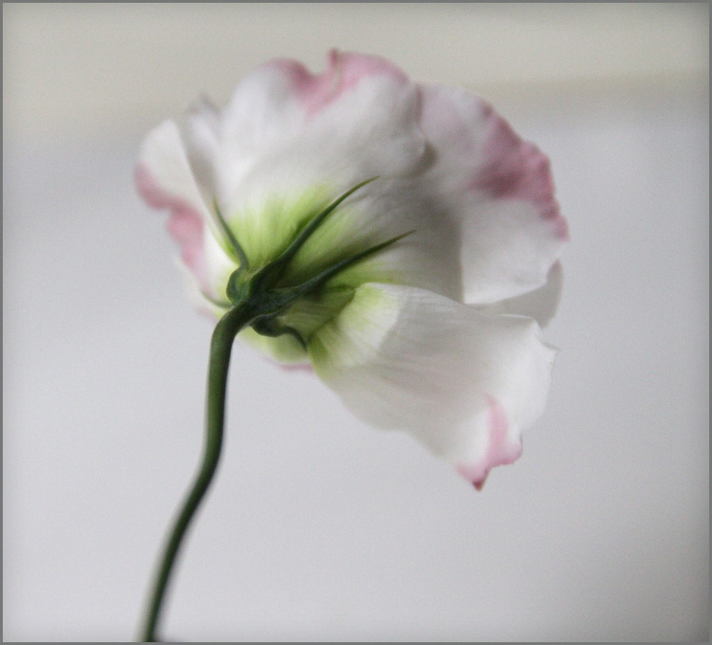 Vista lateral de la flor de lisianthus